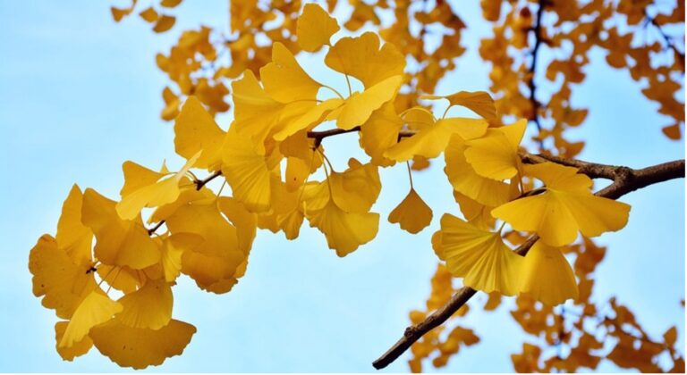 Hiroşima’nın barışı fısıldayan Ginkgo ağaçları